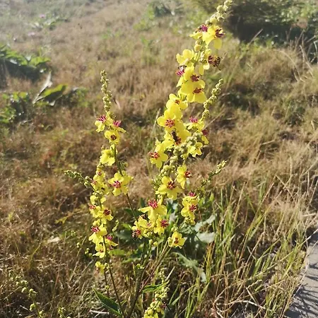 Hills Zozon Apartmán *