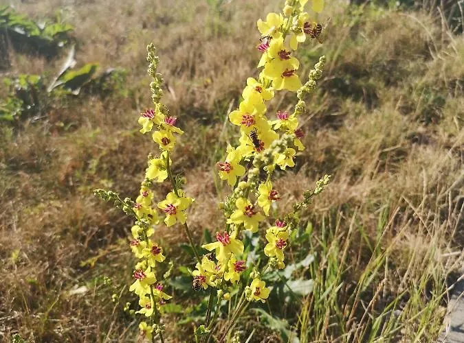 Hills Zozon Appartement *